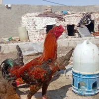 خروس لاری جوان