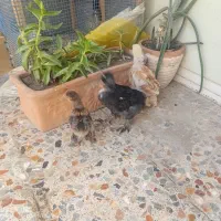 جوجه برهما معاوضه با قناری