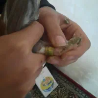 به ضمانت|حراج|مزرعه کتول, |دیوار