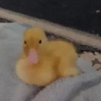 جوجه اردک
