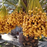 خارک برهی