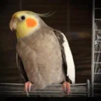 فروش دو جفت عروس هلندی ۱۱ ماهه