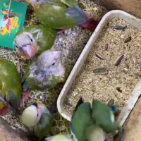جوجه گیرین عروس کوتوله