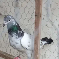 کبوتر اصل تیدی وارداتی