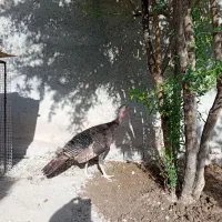 بوقلمون ماده