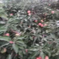 فروش سیب مشکی در مراغه