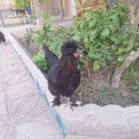 فروش پنج عدد مرغ و خروس سلطان
