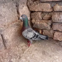 کبوتر