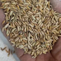 چلتوک تیکی بذری و برنج‌(گلالک)