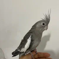 عروس هلندی