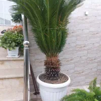 سیکاس|گل و گیاه طبیعی|زیباکنار, |دیوار