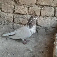 کفتر