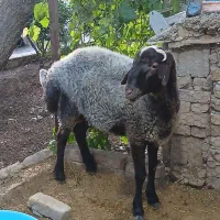 بره گوسفند نر