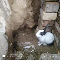 خرگوش|موش و خرگوش|کرباسک, |دیوار