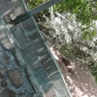 پاکوتاه ماده