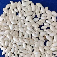 فروش‌200کیلوتخمه‌کدوگوشتی