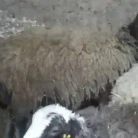 فروش بره قوچی