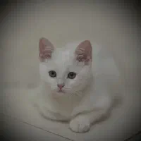 گربه اسکاتیش