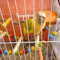 سانچیک« دلوته» و گرینچیک سبز