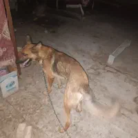 سگ ژرمن|سگ|سرخس, |دیوار