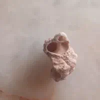 فسیل قدمت دار