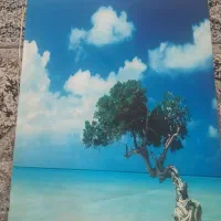 پرده زبرا و ریسه ای