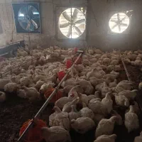 یک گارگر جهت کار در مرغداری