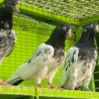 تیدی|پرنده|بندرعباس, |دیوار