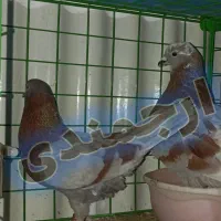 نرو ماده کفتر