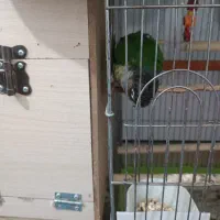 گیرینچیک با3 جوجه