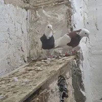 کبوتر طوقی