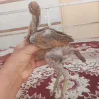 جوجه لاری