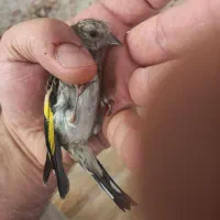 جوجه سهره خلخال