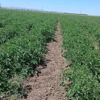 زمین برای اجاره سیر