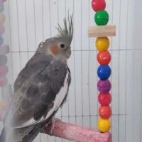 جوجه ۶ماهه عروس هلندی دوتا