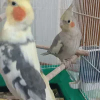 عروس هلندی نر ماده