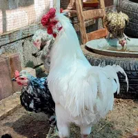 خروس سفید گلین لری