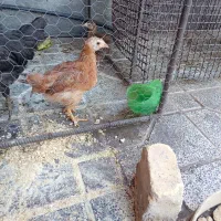 جوجه