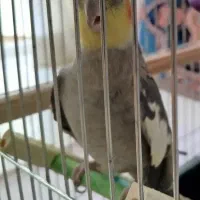 عروس هلندی نر