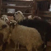 بره قووچ سیاه کله عروس