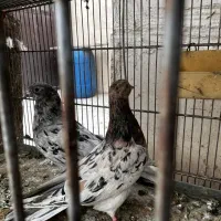 یه جفت سرور