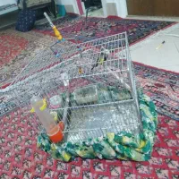 یکجوجه سره نرمست قفسی ۱۰ماه که از مستی بال ۸ملیون
