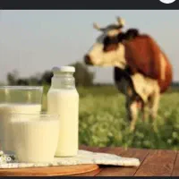 شیر گاو