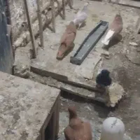 2 جفت زرد بتو