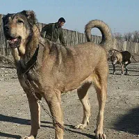 سگ سرابی|سگ|گتوند, |دیوار