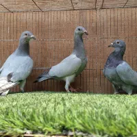 ۳جوجه بی خط
