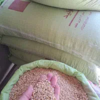 گندم ارزن