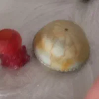کاسه لوستر