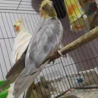 عروس هلندی
