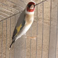 سهره نر
